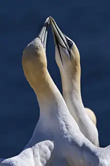 Northern gannet (Morus bassanus)