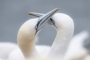 Northern gannet (Morus bassanus)