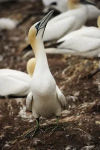 Northern Gannet (Morus bassanus)
