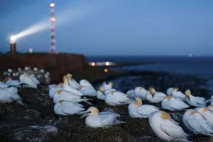 Northern gannet (Morus bassanus)