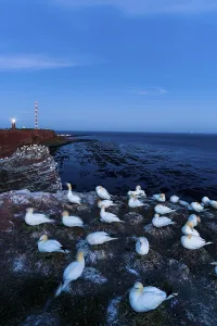 Northern gannet (Morus bassanus)