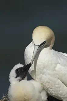 Northern gannet (Morus bassanus)