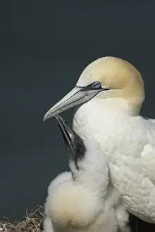 Northern gannet (Morus bassanus)