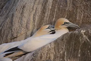 Northern gannet (Morus bassanus)