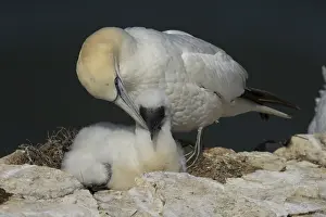Northern gannet (Morus bassanus) adult parent bird and juvenile baby bird on a cliff ledge in summer