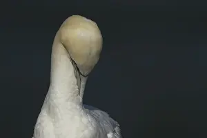 Northern gannet (Morus bassanus) adult sea bird preening on a cliff ledge