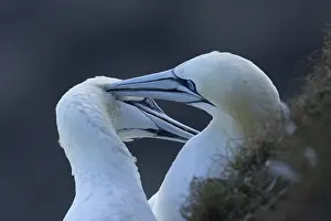 Northern gannet (Morus bassanus) two adult sea birds during their courtship love display on a cliff ledge