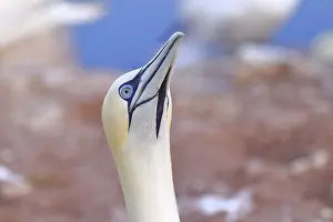 Northern gannet (Morus bassanus) animal portrait
