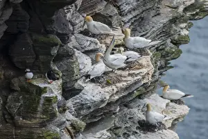 Northern gannet (Morus bassanus) in a breeding colony