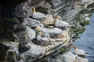 Northern gannet (Morus bassanus) in a breeding colony