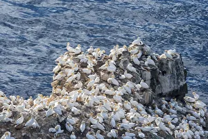 Northern gannet (Morus bassanus) on the breeding rock Langanes