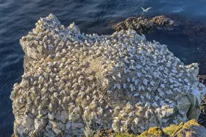 Northern gannet (Morus bassanus) on the breeding rock Langanes