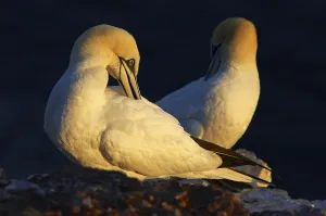 Northern Gannet (Morus bassanus) cleaning its plumage