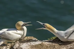 Northern gannet (Morus bassanus) on the cliff edge