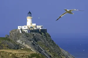 Northern gannet (Morus bassanus) in flight and Muckle Flugga lighthouse