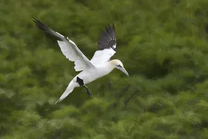Northern Gannet (Morus bassanus) flying