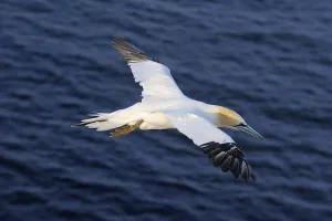 Northern Gannet (Morus bassanus) flying over the North Sea
