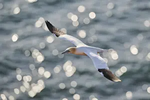 Northern gannet (Morus bassanus) flying over the sea