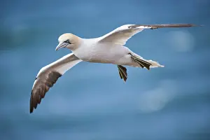 Northern gannet (Morus bassanus) flying over the sea
