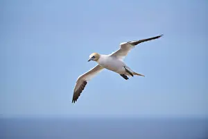 Northern gannet (Morus bassanus) flying over the sea