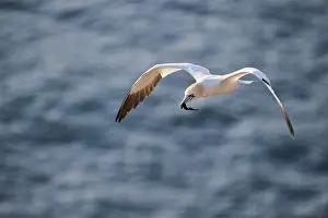 Northern gannet (Morus bassanus) flying over the sea