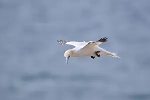 Northern gannet (Morus bassanus) flying over the sea