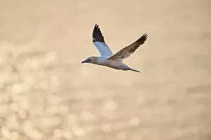 Northern gannet (Morus bassanus) flying over the sea at sunset