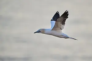 Northern gannet (Morus bassanus) flying over the sea at sunset