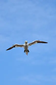 Northern gannet (Morus bassanus) flying in the sky