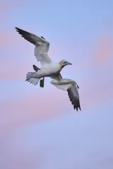 Northern gannet (Morus bassanus) flying in the sky at sunset
