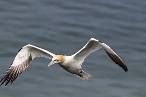 A northern Gannet (Morus bassanus) glides gracefully
