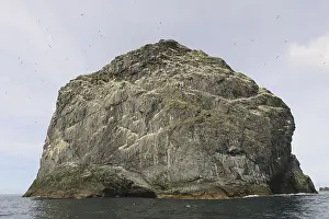 Northern Gannet (Morus bassanus) nesting colony