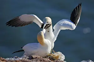 Northern gannet (Morus bassanus) Pair building a nest
