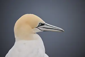 Northern gannet (Morus bassanus) portrait