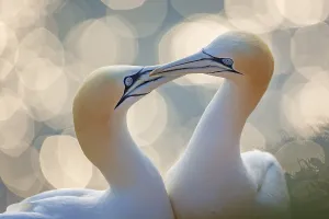 Northern gannet (Morus bassanus) Seabird