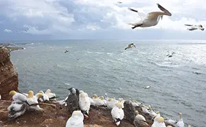 Northern gannet (Morus bassanus or Sula bassana)