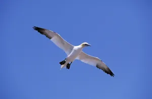 Northern gannet (sula bassana)