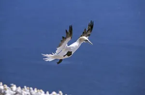 Northern Gannet (sula bassana)