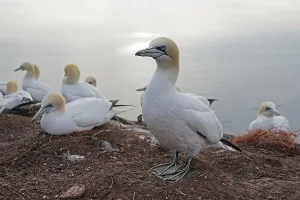 Northern gannet (Sula bassana) breeding colony