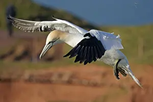 Northern gannet (Sula bassana) in flight