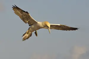 Northern Gannet (Sula bassana) in flight