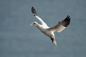 Northern gannet (Sula bassana) in flight