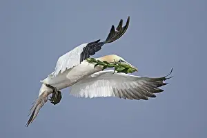 Northern gannet (Sula bassana) flying with nesting material