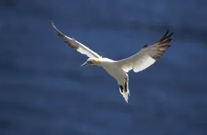 Northern gannet (Sula bassana) Quebec