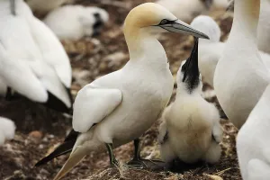 Northern Gannets (Morus bassanus)
