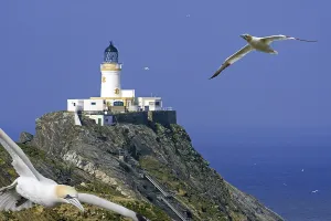 Northern gannets (Morus bassanus) in flight and Muckle Flugga lighthouse