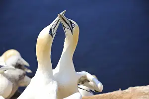 Northern gannets - Morus bassanus - on the red cliffs of the German offshore island of Heligoland