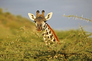 Northern giraffe (Giraffa camelopardalis) peeking from behind bushes