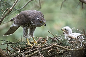 Northern goshawk (Accipiter gentilis)