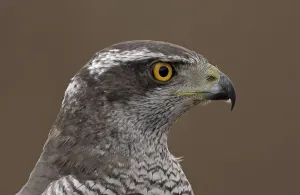 Northern Goshawk (Accipiter gentilis)